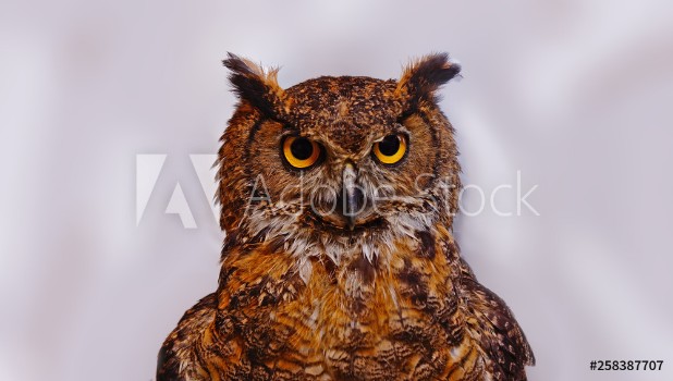 Picture of Bho frente